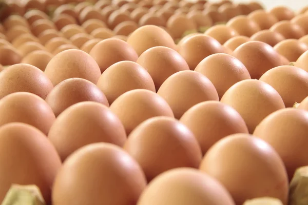 有機黄卵のカートン — ストック写真