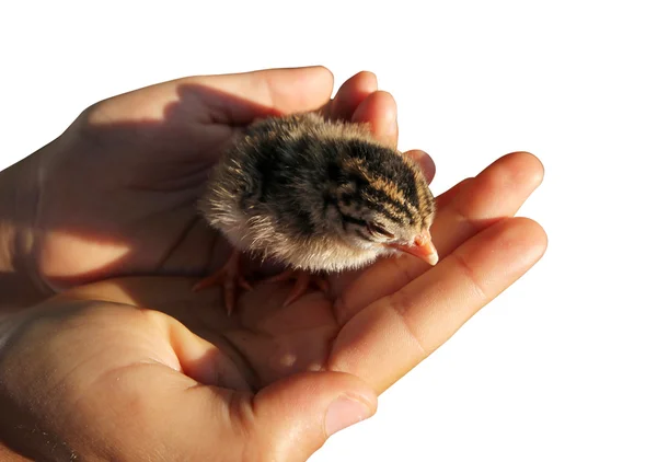 Little chick in the palm — Stock Photo, Image