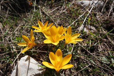 sarı çiğdem bahar günü