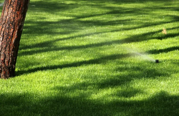 Het gras met sprinklerinstallatie drenken — Stockfoto