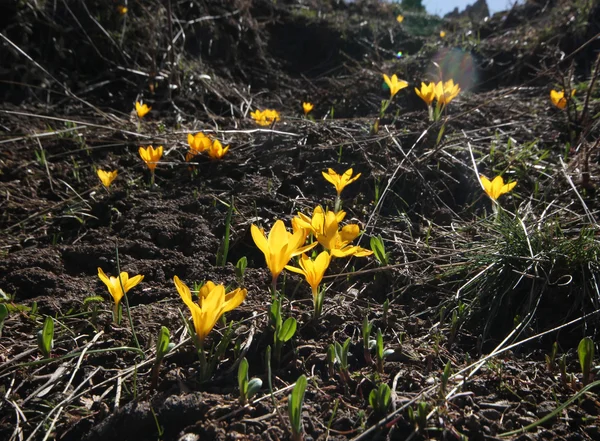 Sárga crocus tavasz — Stock Fotó