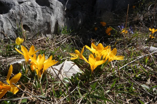 Sárga crocus tavasz — Stock Fotó