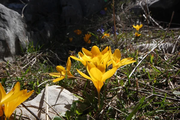 Sárga crocus tavasz — Stock Fotó