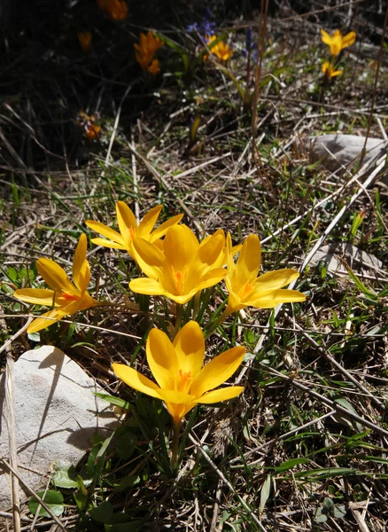 Sárga crocus tavasz — Stock Fotó