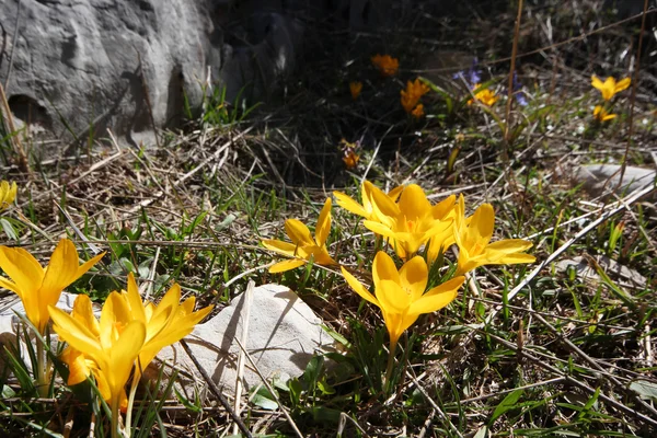 Sárga crocus tavasz — Stock Fotó