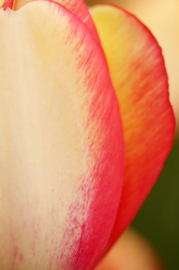 Bir süs bitkisi olarak yetiştirilen laleler 