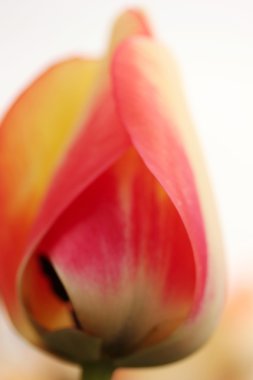 Bir süs bitkisi olarak yetiştirilen laleler 