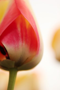 Bir süs bitkisi olarak yetiştirilen laleler 