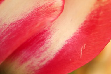 Bir süs bitkisi olarak yetiştirilen laleler 