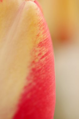 Bir süs bitkisi olarak yetiştirilen laleler 