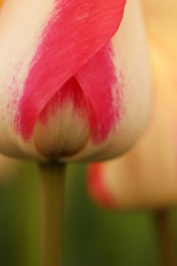 Bir süs bitkisi olarak yetiştirilen laleler 