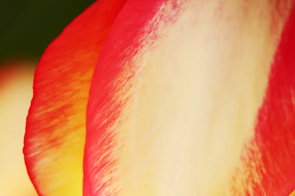 Tulipas cultivadas como planta ornamental — Fotografia de Stock