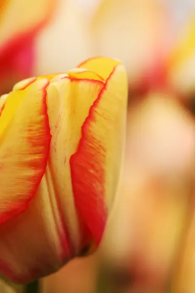 Tulipes cultivées comme plante ornementale — Photo