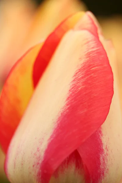 Тюльпаны, выращенные как декоративное растение — стоковое фото