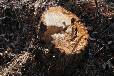 ağaç kütükleri doğada kesmek