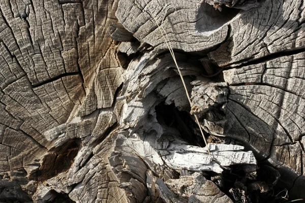 Souches d'arbres coupées dans la nature — Photo
