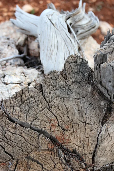 Cortar tocos de árvore na natureza — Fotografia de Stock