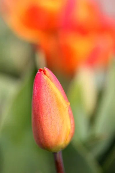 Tulipas cultivadas como planta ornamental — Fotografia de Stock