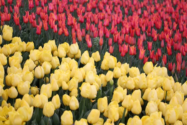 Tulipanes cultivados como planta ornamental — Foto de Stock