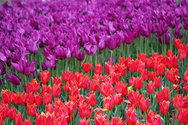 Tulipany, uprawiana jako roślina ozdobna — Zdjęcie stockowe