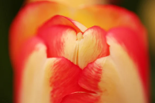 Tulipes cultivées comme plante ornementale — Photo