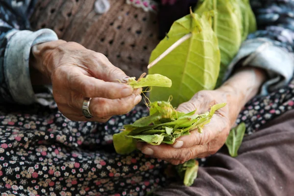 La vieille femme et les feuilles de tabac fond — Photo