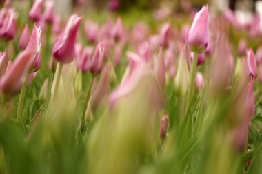 bahar gün, renkli Lale Bahçe 