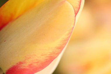 bahar gün, renkli Lale Bahçe 