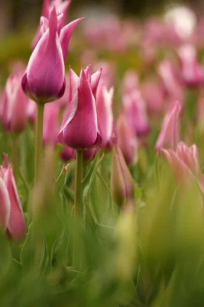 Dia de primavera, jardim tulipa colorido — Fotografia de Stock