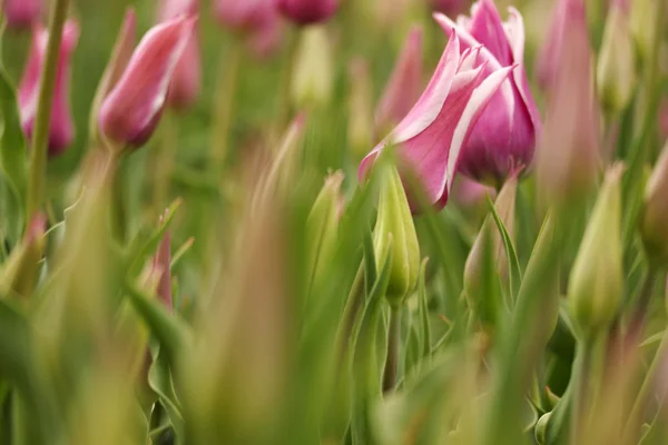 Dia de primavera, jardim tulipa colorido — Fotografia de Stock