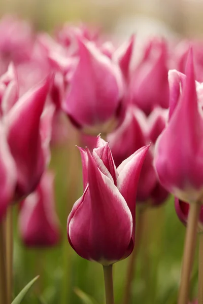 Dia de primavera, jardim tulipa colorido — Fotografia de Stock