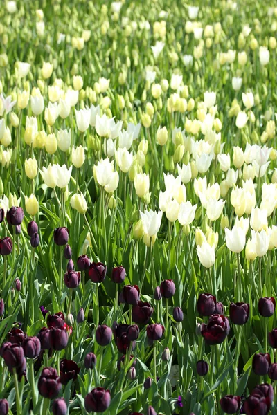 Giornata primaverile, giardino di tulipani colorato — Foto Stock