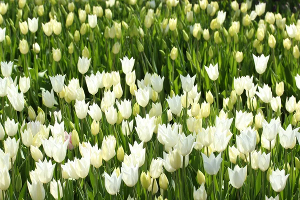 Giornata primaverile, giardino di tulipani colorato — Foto Stock