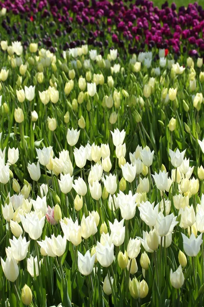 Giornata primaverile, giardino di tulipani colorato — Foto Stock