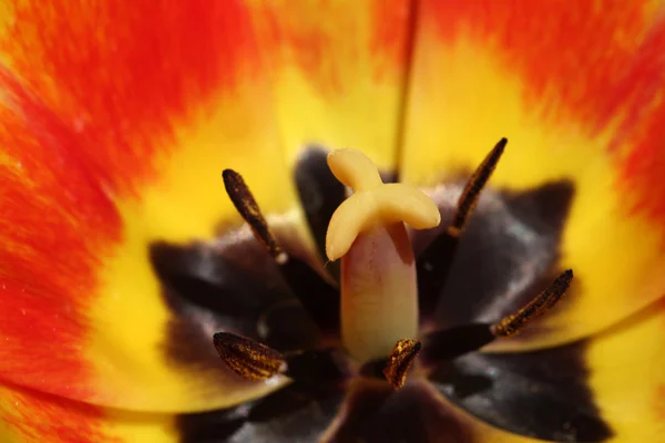 Jour du printemps, jardin de tulipes coloré — Photo