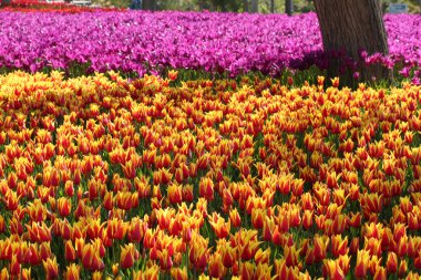 bahar gün, renkli Lale Bahçe 