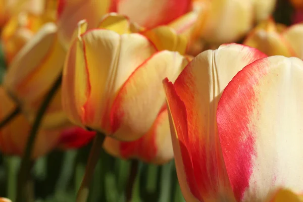 Día de primavera, colorido jardín de tulipanes —  Fotos de Stock