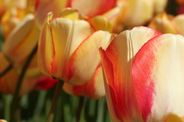 Jour du printemps, jardin de tulipes coloré — Photo