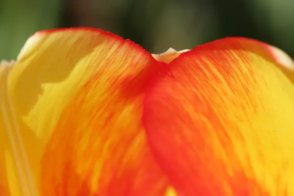 Ogród wiosną tulip dzień, kolorowe — Zdjęcie stockowe