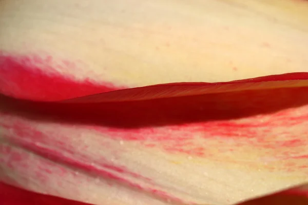 Jour du printemps, jardin de tulipes coloré — Photo