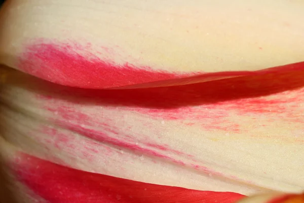 Día de primavera, colorido jardín de tulipanes —  Fotos de Stock