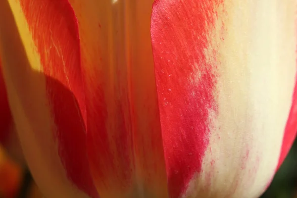 Dia de primavera, jardim tulipa colorido — Fotografia de Stock