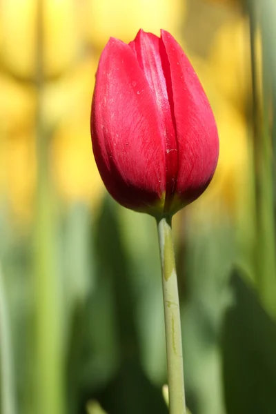 Día de primavera, colorido jardín de tulipanes — Foto de Stock