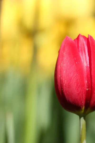 Jour du printemps, jardin de tulipes coloré — Photo