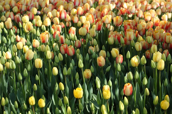 Giornata primaverile, giardino di tulipani colorato — Foto Stock