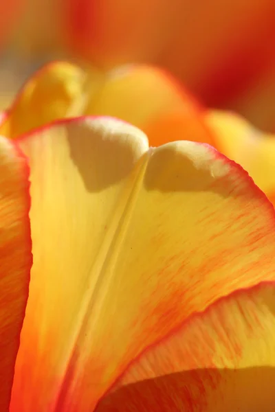 Giornata primaverile, giardino di tulipani colorato — Foto Stock