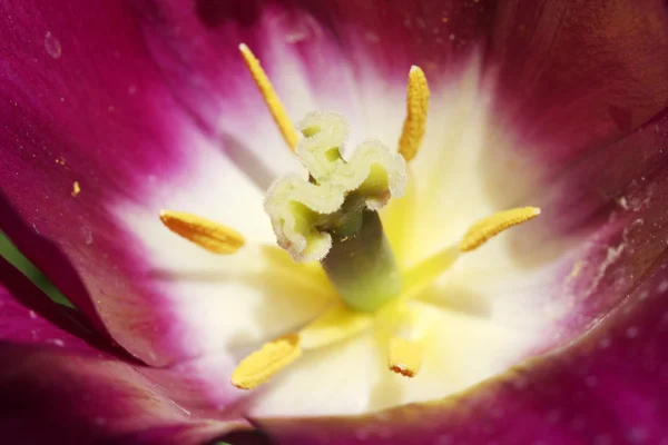 Spring day, colorful tulip garden — Stock Photo, Image