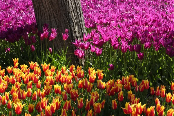 Giornata primaverile, giardino di tulipani colorato — Foto Stock