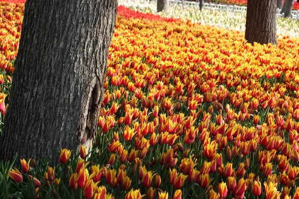 Vår dag, färgglada tulip trädgård — Stockfoto