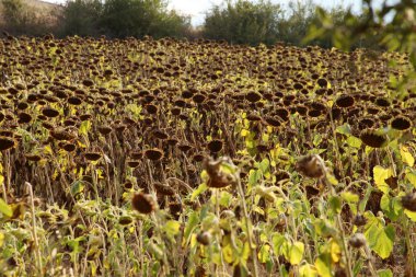 Olgun Ayçiçeği tohumları ile 